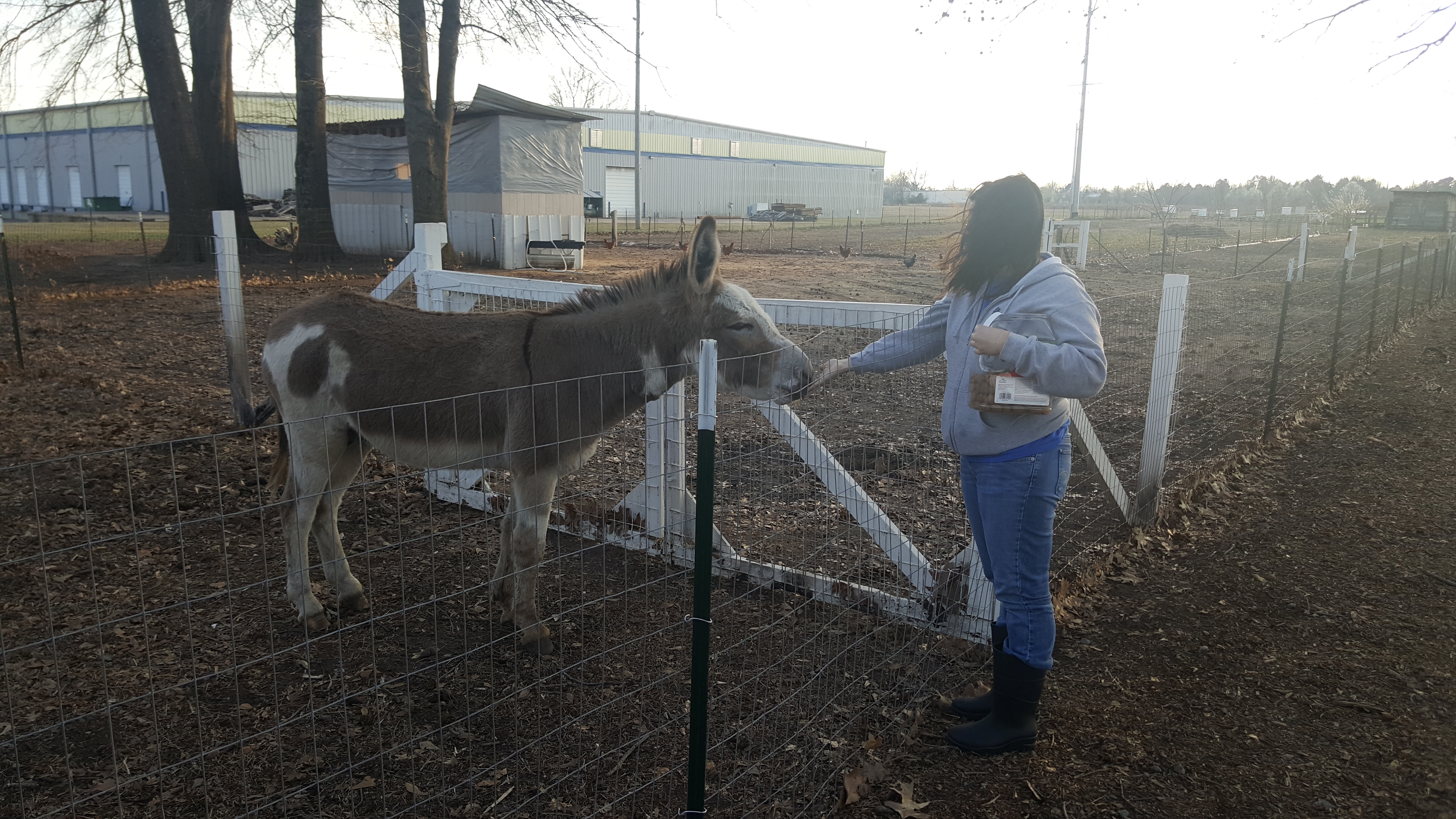 We Got A Donkey
