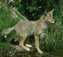 coyote animals native
