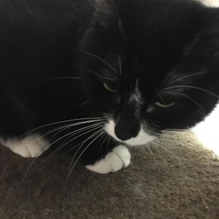 Stir Fry adopted 052618