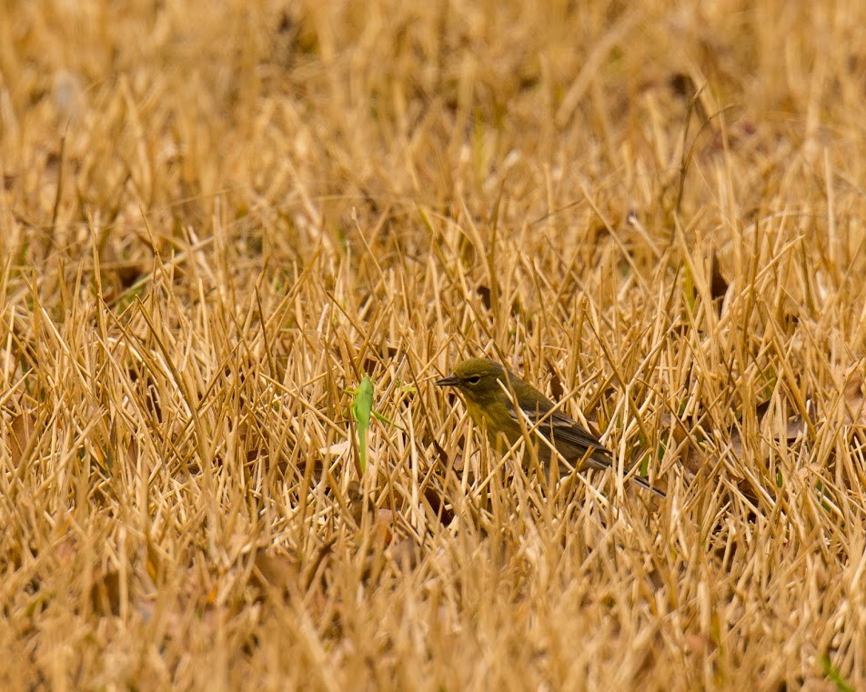 Pine Warbler