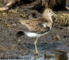 Solitary Sandpiper