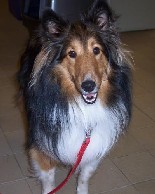 Pet Care Tips
