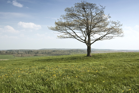 Tree in Field