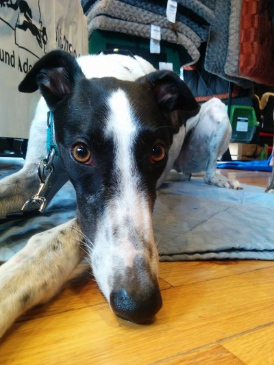 Adoption Event - Four Paws Pantry