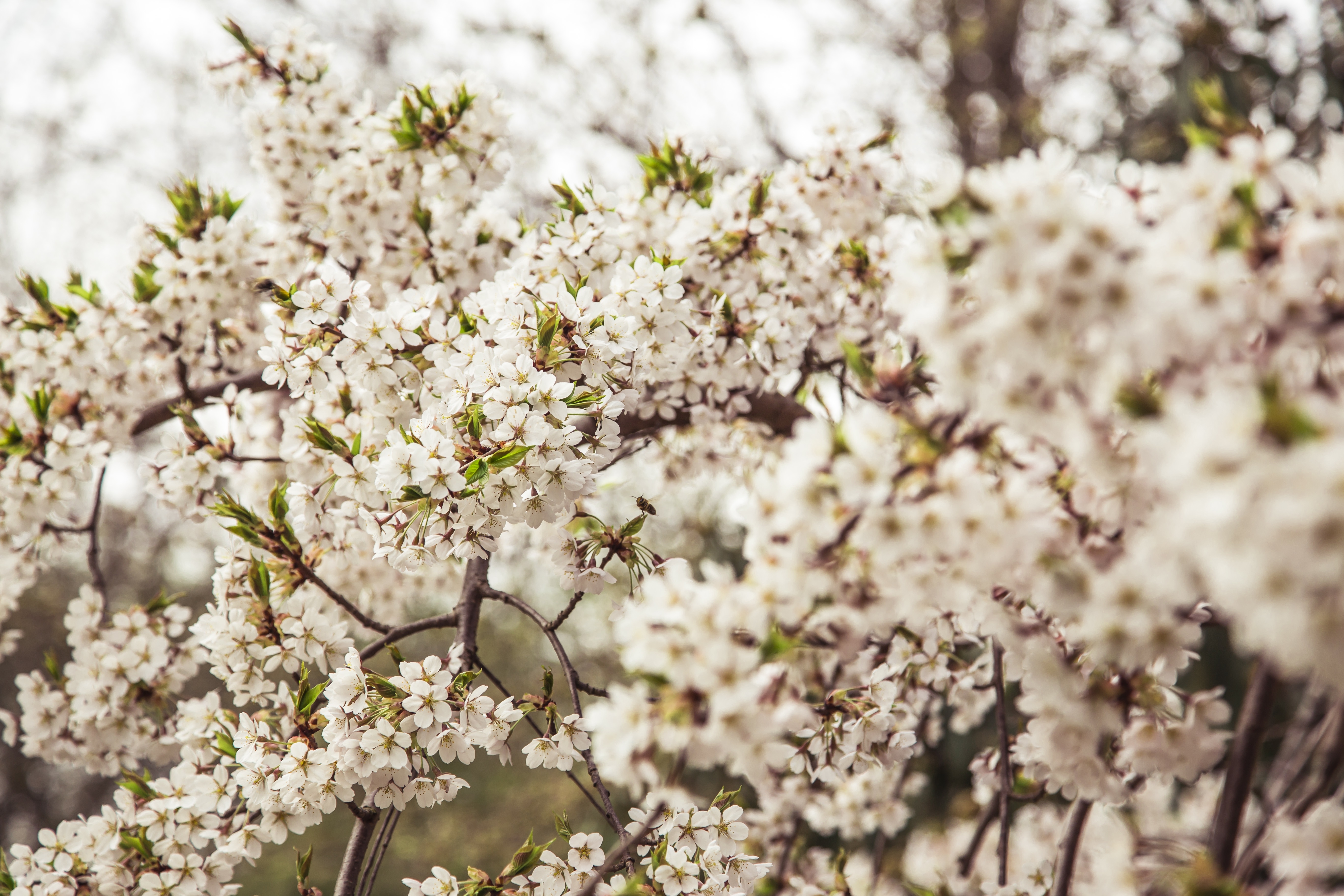 Spring – A Time of Renewal