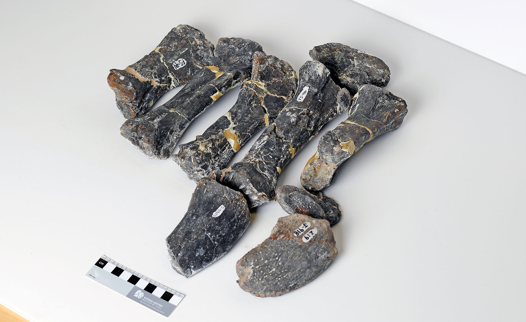 Hind Foot of a Diplodocus carnegii