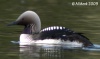 Loons