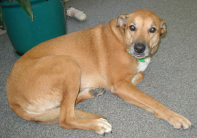 Riley the Dog