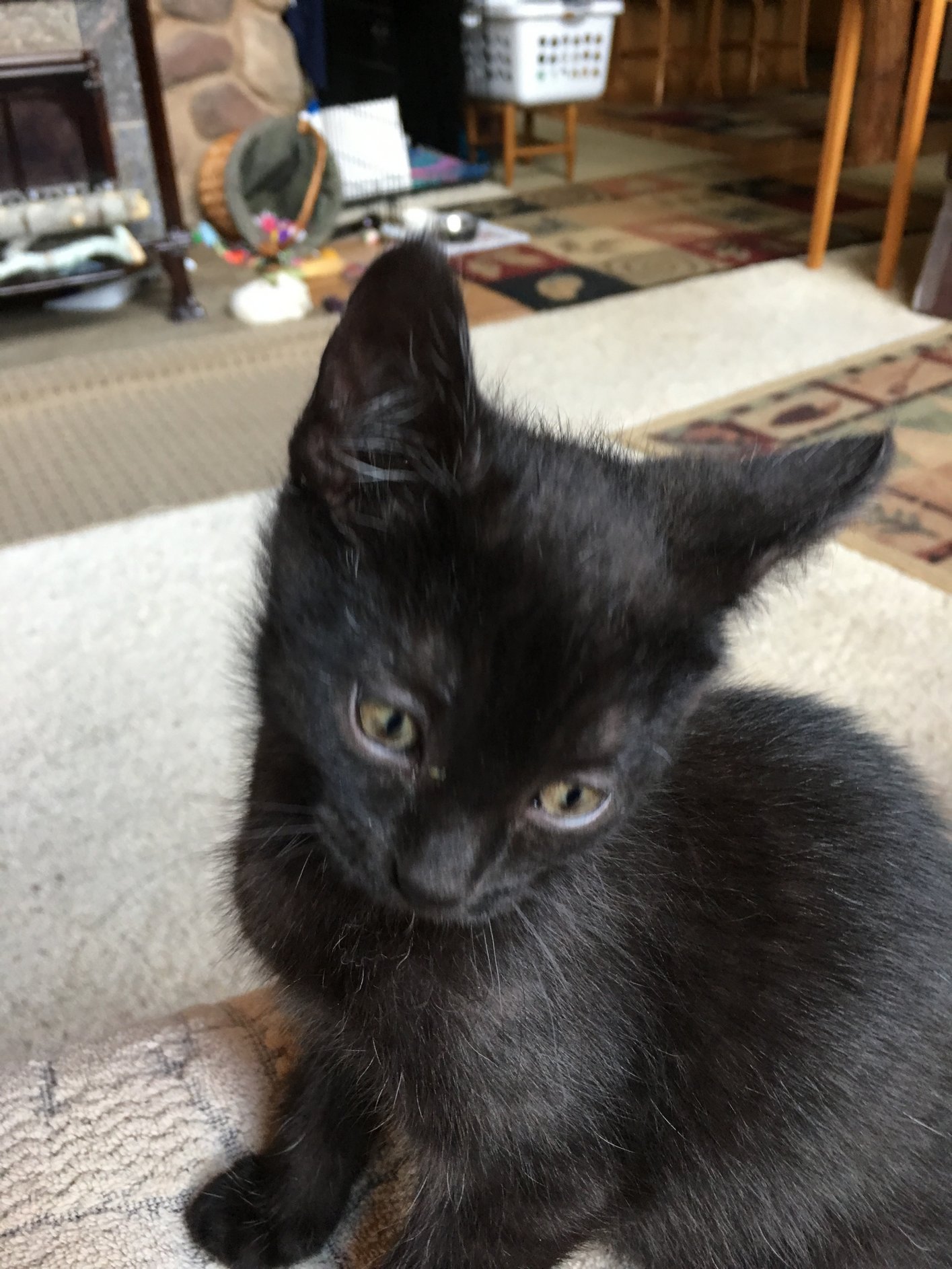 Bandit adopted 010618