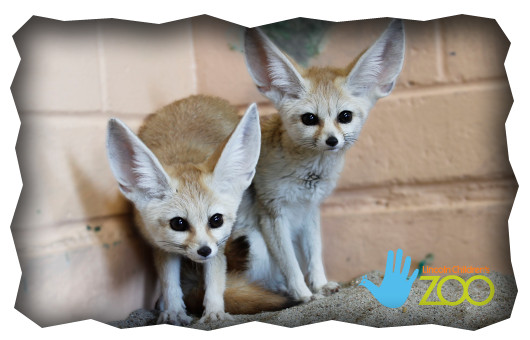 fennec fox
