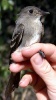 Flycatchers