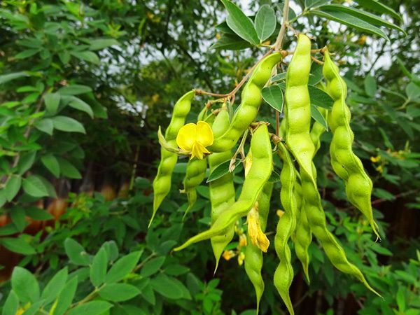 Pigeon Pea