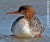 Cinnamon Teal