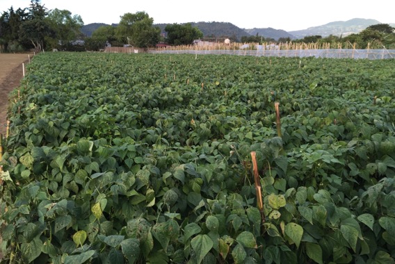 How was Guatemala, part 6: Field of Dreams