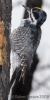 Black-backed Woodpecker 