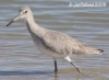 Willet