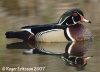 Waterfowl - Geese, Swans and Ducks