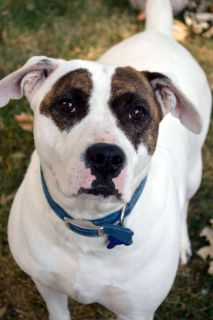 Charlotte - ADOPTION PENDING