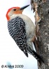Red-bellied Woodpecker 