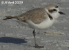 Shorebirds-Plovers, Avocets, Sandpipers & Allies