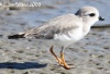 Piping Plover
