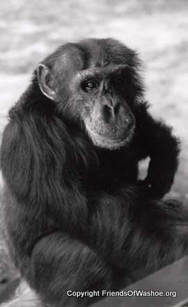 Washoe The Chimpanzee