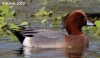 Eurasian Wigeon