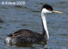 Western Grebe
