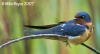 Barn Swallow 