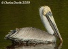 Brown Pelican