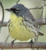 Kirtland's Warbler