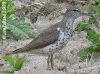 Spotted Sandpiper