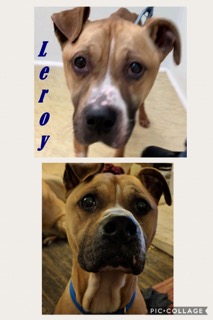 Leroy - ADOPTED