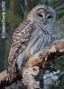 Barred Owl 