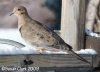 Pigeons, Doves and Cuckoos
