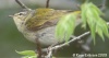 Tennessee Warbler 