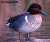 Green-winged Teal