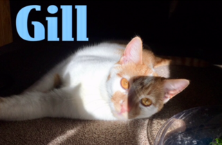 Gil adopted 031718
