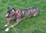 Ewen Park Dog Run