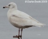 Glaucous Gull