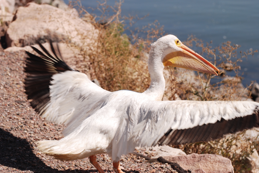 Wild Bird Rescue & Rehab Who We Are Overview