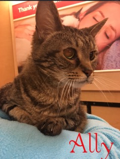 Ally adopted 022418