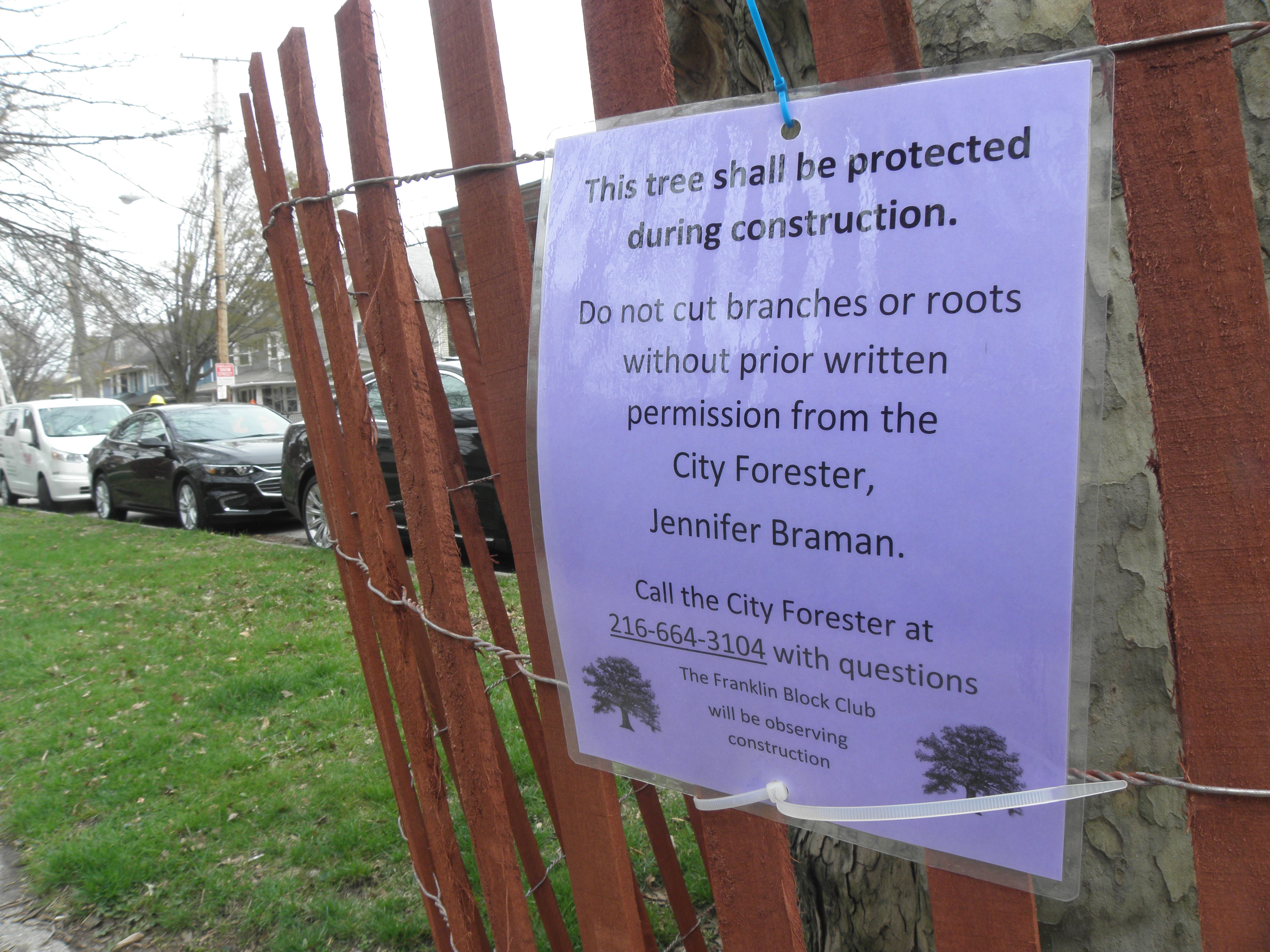 Neighbors keeping our big trees safe