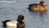 Lesser Scaup