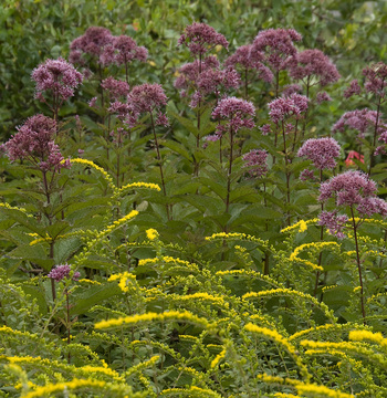 Adkins Arboretum to Hold Fall Native Plant Sale September 14–16