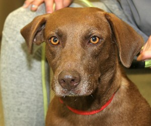 Meet Twiggy! Heart worm positive - funds needed