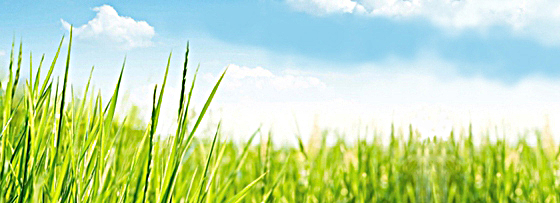 Pure Media Grass