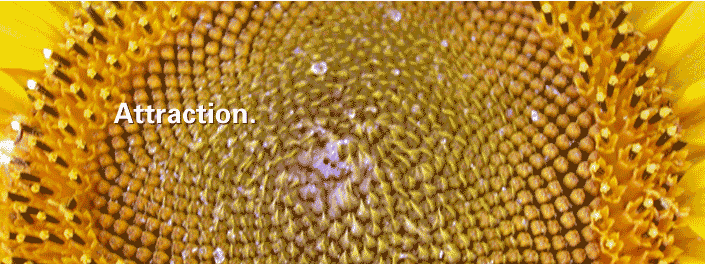 http://cdn.firespring.com/images/6/3/1/4/8/63f07a86-3b51-156a-494c-86e5b91fd041.gif
