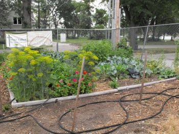 <b>Matt Tallbot's Community Garden</b>