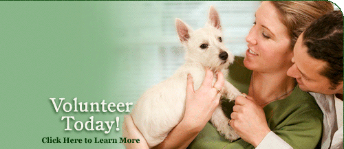 Volunteer